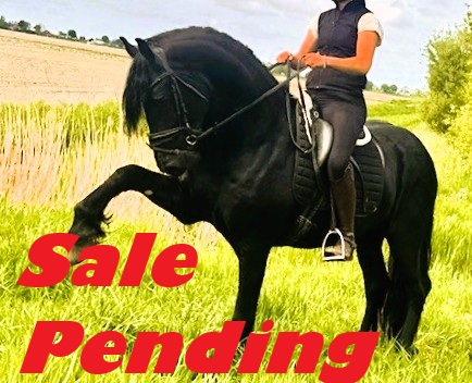 Recently Sold Friesian STERLING OBSIDEON